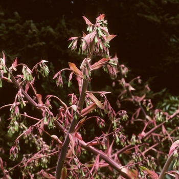 Beschorneria yuccoides '' (002091)