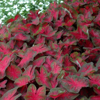 Caladium bicolor 'Red Flame' (002128)