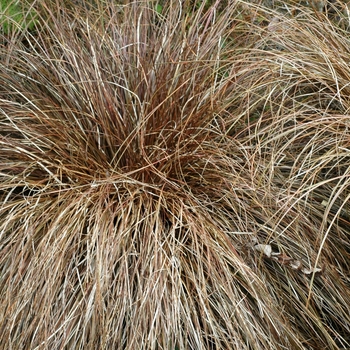 Carex comans 'Bronze Form' (002161)