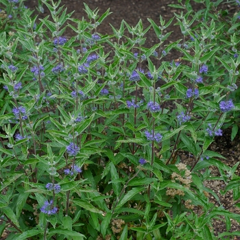 Caryopteris x clandonensis 'Longwood Blue' (002174)