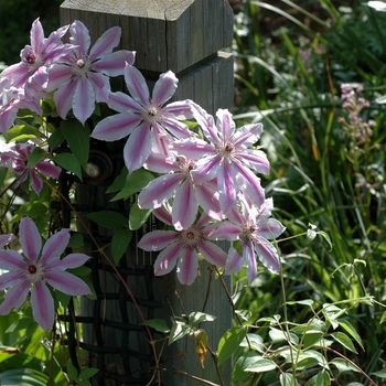 Clematis 'Nelly Moser' (002213)