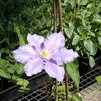 Clematis 'Will Goodwin' (002215)