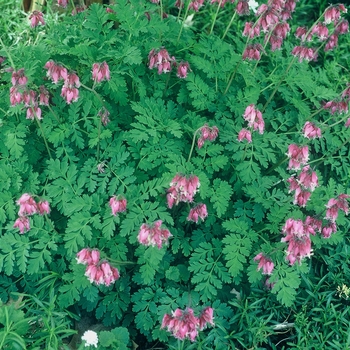 Dicentra 'Luxuriant' (002359)