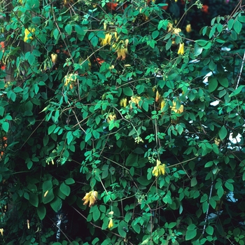 Dicentra scandens 'Athens Yellow' (002362)