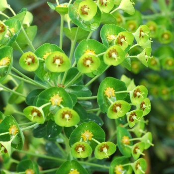 Euphorbia characias 'Black Pearl' (002451)
