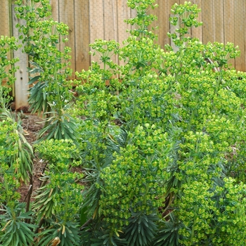 Euphorbia characias 'Black Pearl' (002452)