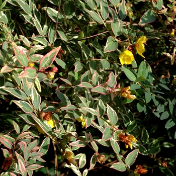 Hypericum x moserianum 'Tricolor' (002579)