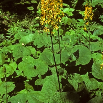 Ligularia wilsoniana '' (002610)