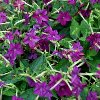 Nicotiana x alata Perfume 'Deep Purple' (002685)
