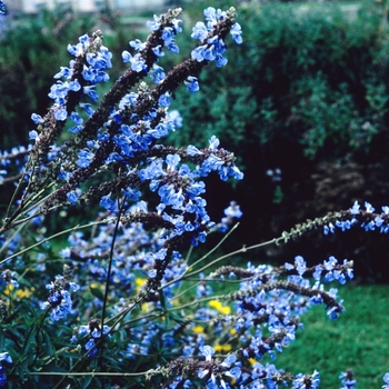 Salvia azurea '' (002921)