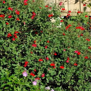 Salvia greggii 'Cherry Queen' (002926)
