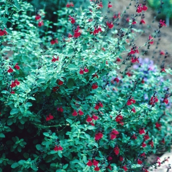 Salvia greggii 'Cherry Queen' (002930)