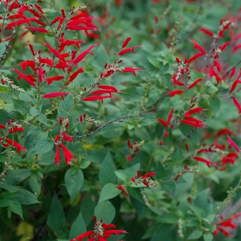 Salvia rutilans '' (002938)