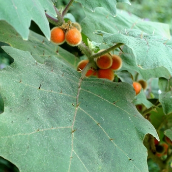 Solanum quitoense '' (003007)