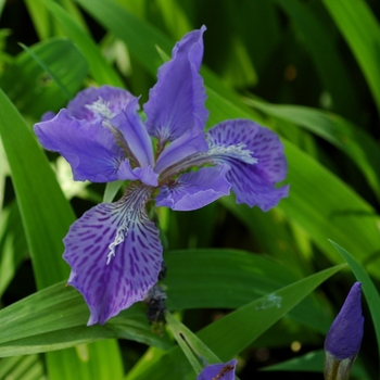 Iris tectorum '' (003048)