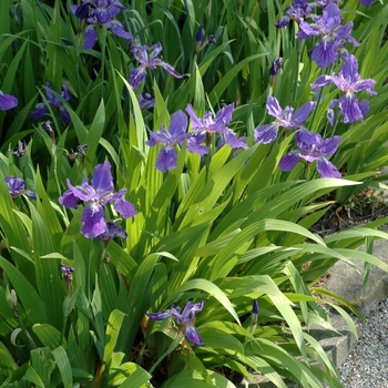 Iris tectorum '' (003049)