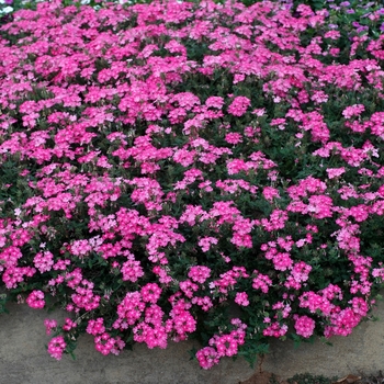 Verbena Temari 'Sakura Pink' (003151)