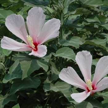 Hibiscus grandiflorus '' (003199)