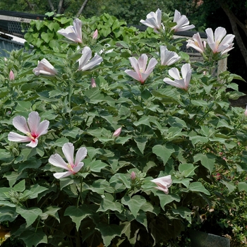Hibiscus grandiflorus '' (003200)