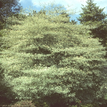 Cornus alternifolia 'Argentea' (003220)