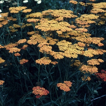 Achillea millefolium 'Fireland' (003312)