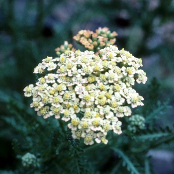 Achillea 'Great Expectations' (003316)