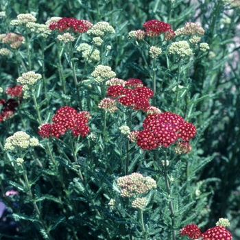Achillea millefolium 'Red Velvet' (003331)