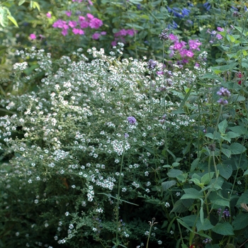 Aster lateriflorus 'Lady in Black' (003393)