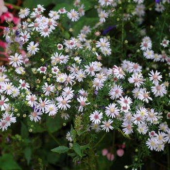 Aster lateriflorus 'Lady in Black' (003394)