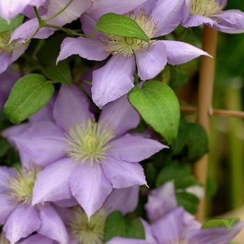 Clematis 'Cezanne™' (003422)