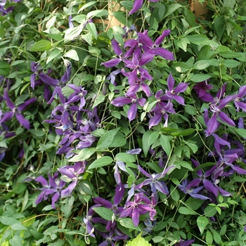 Clematis 'Harlow Carr' (003424)