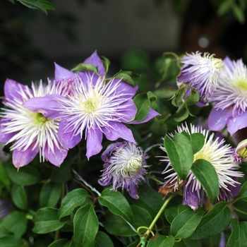 Clematis 'Crystal Fountain' (003438)