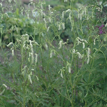 Sanguisorba tenuifolia '' (003504)