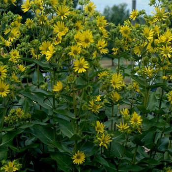Silphium integrifolium '' (003506)