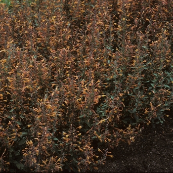 Agastache auriantica 'Apricot Sprite' (003556)