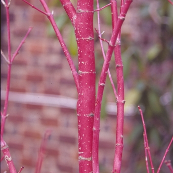 Acer palmatum 'Sango kaku' (003577)