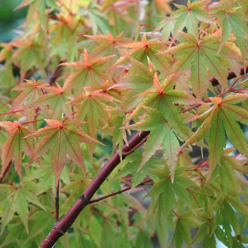 Acer palmatum 'Sango kaku' (003578)