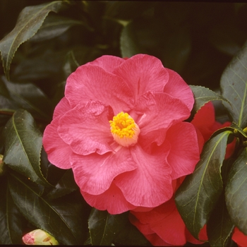 Camellia japonica '' (003586)