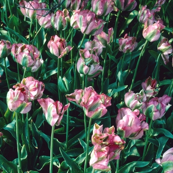 Tulipa 'Groenland' (003658)