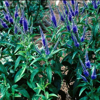 Veronica longifolia 'Blue Giantess' (003698)