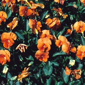 Viola x wittrockiana 'Padparadja' (003770)
