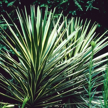 Yucca aloifolia 'Marginata' (003828)