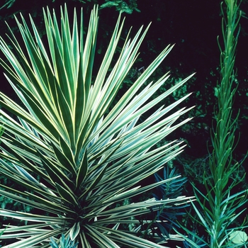 Yucca aloifolia 'Marginata' (003829)