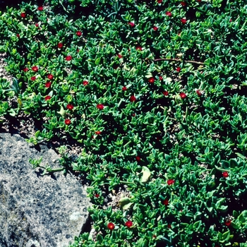 Aptenia cordifolia '' (003908)