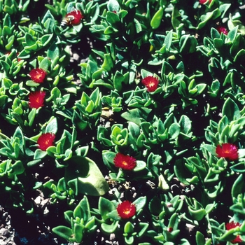 Aptenia cordifolia '' (003909)
