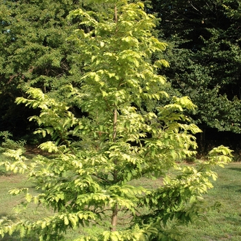 Metasequoia glyptostroboides 'Ogon' (003935)