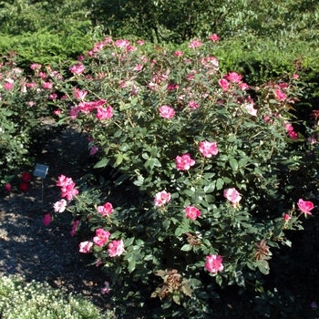 Rosa Knock Out® '' (003951)