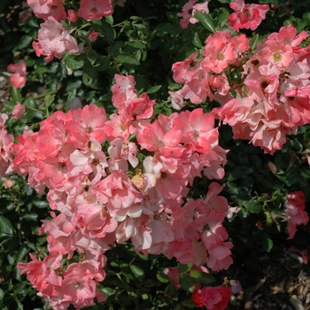 Rosa Flower Carpet® 'Coral' (003955)