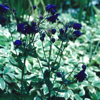 Aquilegia vulgaris 'Blue Barlow' (003989)