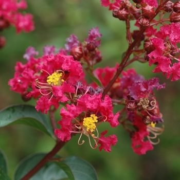 Lagerstroemia indica 'Dynamite' (004033)